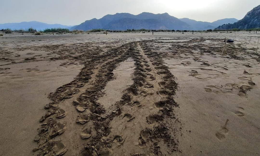 First Mediterranean turtle nest identified and protected by DEKAMER team in Dalyan